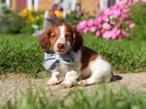 Daisy