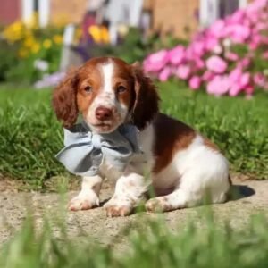Daisy