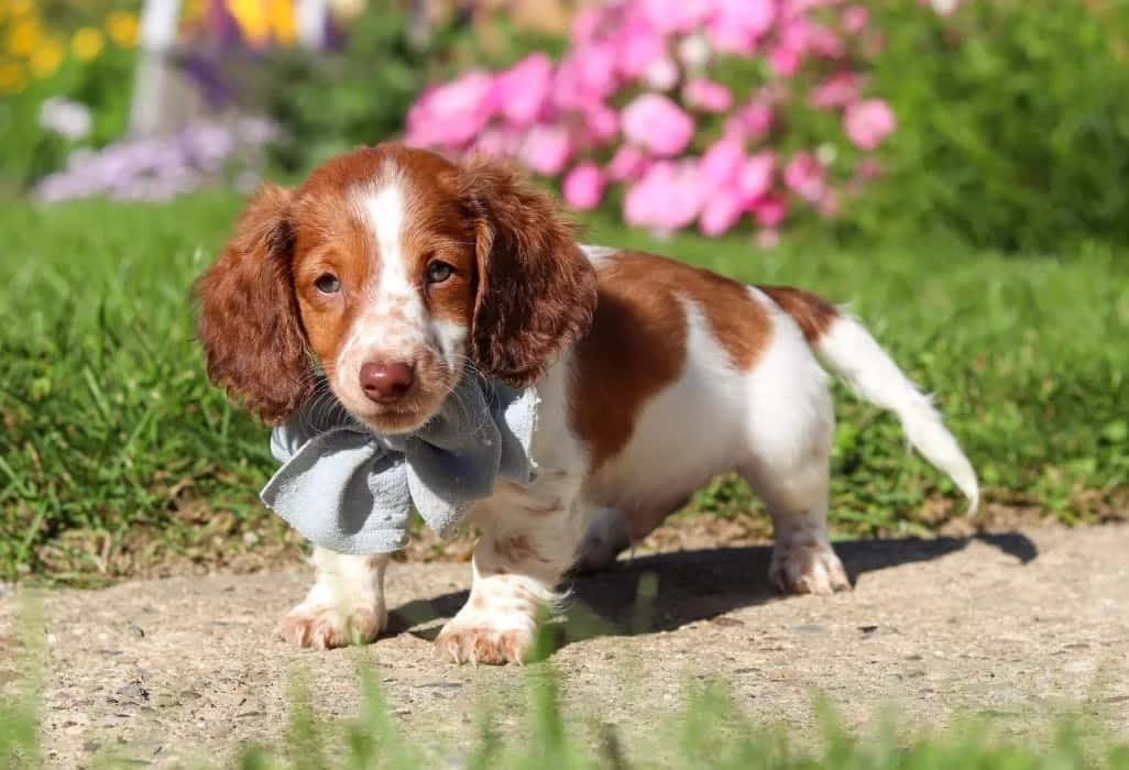 Daisy - Image 2