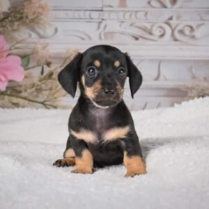 Buster