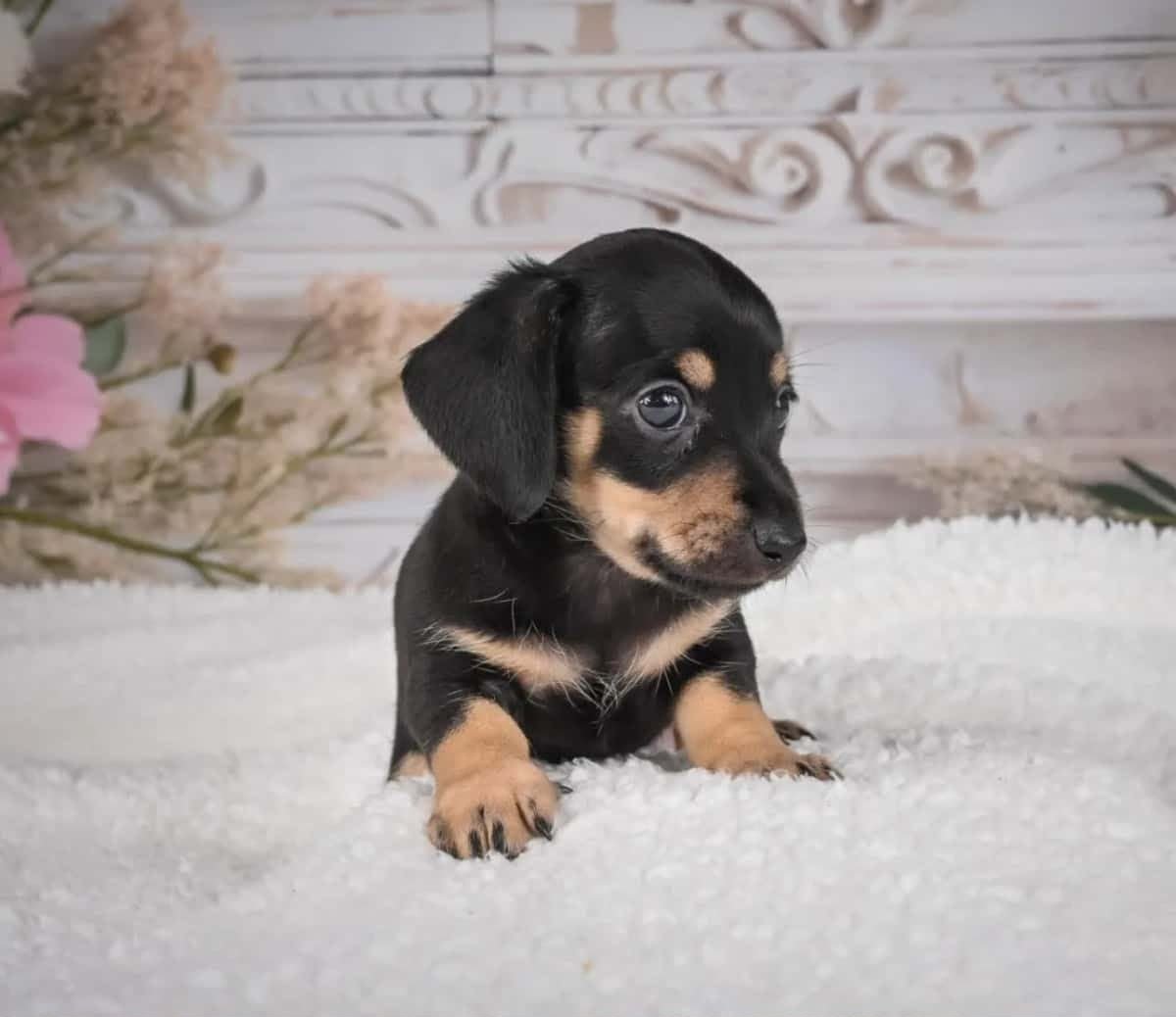 Buster - Image 2